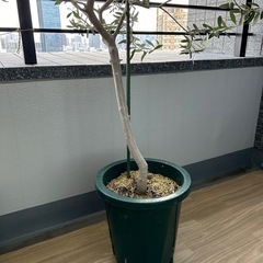 オリーブの木　植栽　シンボルツリー　植木