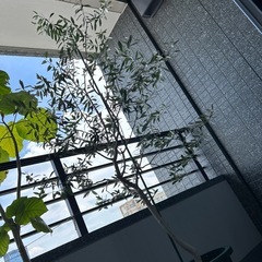 オリーブの木　植栽　シンボルツリー　植木