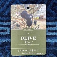 オリーブの木　植栽　シンボルツリー　植木
