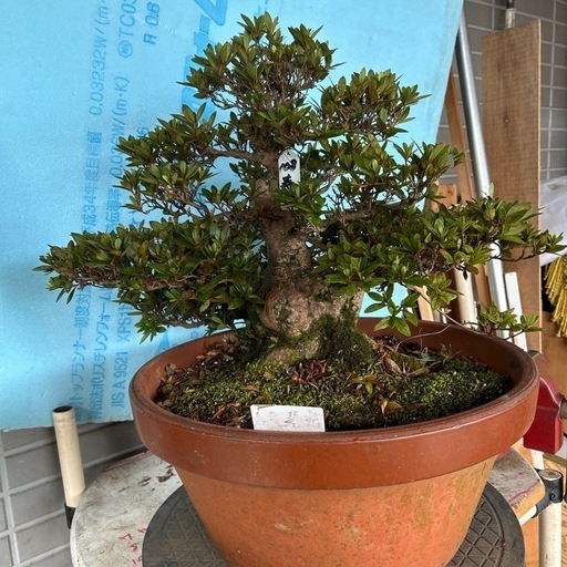 皐月盆栽寿光\n