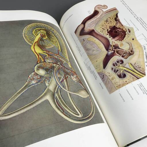 ut26/82 PERNKOPF Atlas of Topographical and Applied Human Anatomy 医学書 洋書 vol1■
