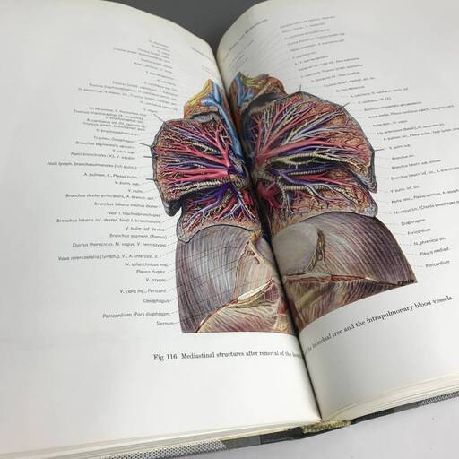 ut26/83 PERNKOPF Atlas of Topographical and Applied Human Anatomy 医学書 洋書 vol2■