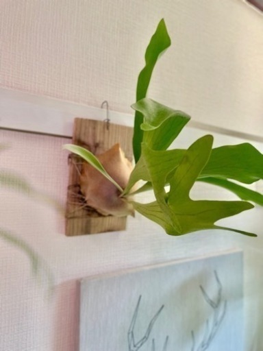 ③大株！板付けコウモリラン ビカクシダ 人気観葉植物 古材 杉板 初心者