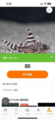 ゼブリーナCW111      2ペア　合計4匹