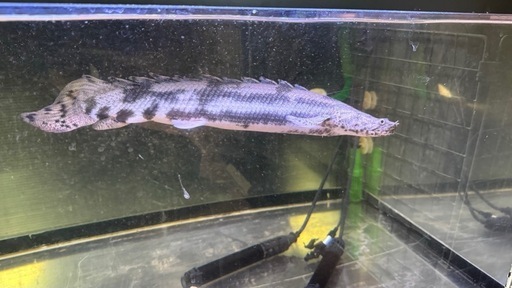 熱帯魚4匹まとめて
