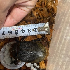 ヘラクレスオオカブト　オスメスペア
　　