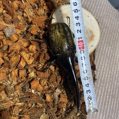 ヘラクレスオオカブト　オスメスペア
　　