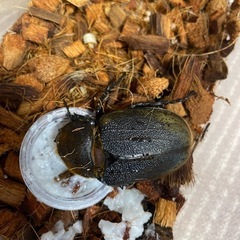 ヘラクレスオオカブト　オスメスペア
　　