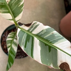 ムサ アエアエ バナナ