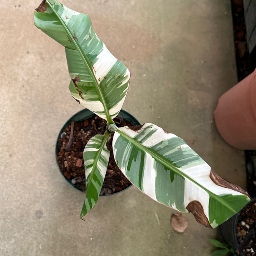 ムサ アエアエ バナナ 現品】 ムサ・アエアエバナナ(フロリダバナナ