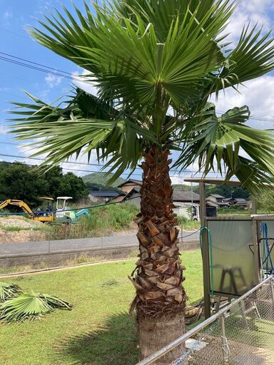 値下げしました。ヤシ　やし　ワシントンヤシ  ⑪