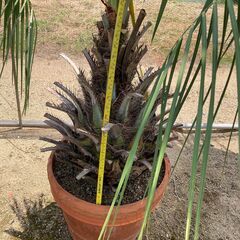 値下げしました。ヤシ やし ココスヤシ 手入れしました♪ ⑧