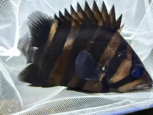 ダトニオプラスワン