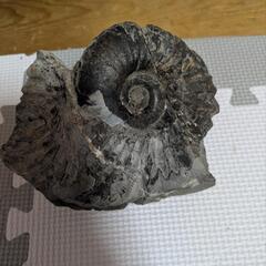 アンモナイト！大きな化石 ⭐️25万円→149999円へ