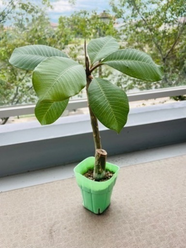 プルメリアの鉢植え