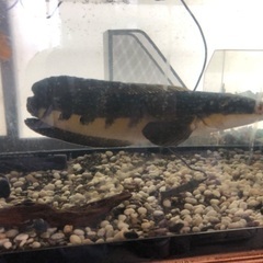 チャンナマルリオイデスの中古が安い！激安で譲ります・無料であげます  