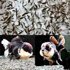 水槽セット　ローズテールオランダ稚魚 無料スポットライト4個付き 水槽セット ローズテールオランダ稚魚 無料スポットライト4個付き