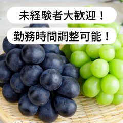 山梨県山梨市三ケ所でぶどうの収穫作業等のお仕事！【単発/短期求人】