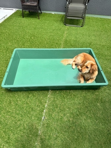 トロ舟　220L プラ舟　犬用プール　メダカ亀水槽