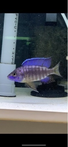 Aulonocara stuartgranti Chilumba 熱帯魚　アフリカンシクリッド  アウロノカラスチュアートグランデ　ドイツ産　8-9㎝　40%off 売り切り　写真個体販売\n