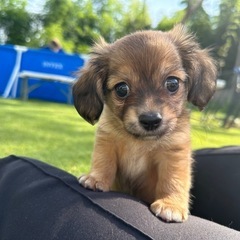 【飼い主様決まりました】チワワ×カニヘンダックスの男の子🤍