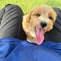 【飼い主様決まりました】マルプー男の子🧸🤍