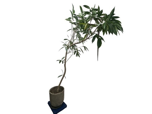 観葉植物　大型