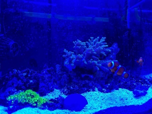 海水魚セット