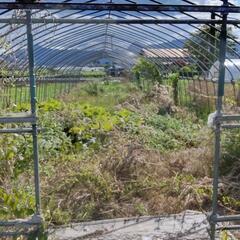 ビーニールハウス　パイプハウス