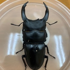 オオクワガタ能瀬YG血統ペア