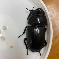 オオクワガタ能瀬YG血統ペア