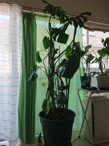 【値下げしました】観葉植物モンステラ