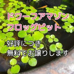 【無農薬🌿無料】ドワーフアマゾンフロッグピット🉐数量限定🌿無料です🉐