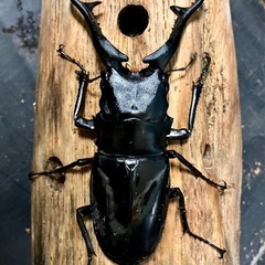ギラファノコギリクワガタ　ダイスケ　108×53