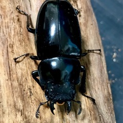 ギラファノコギリクワガタ　ダイスケ　108×53