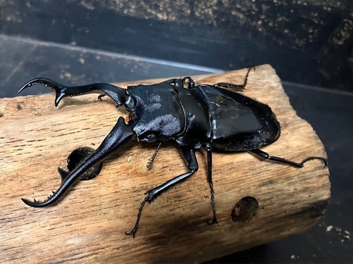 ギラファノコギリクワガタ ダイスケ 108×53