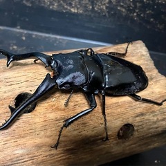 ギラファノコギリクワガタ　ダイスケ　108×53