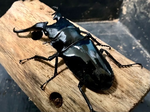 ギラファノコギリクワガタ　ダイスケ　108×53 ギラファノコギリクワガタ ダイスケ 108×53