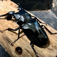 ギラファノコギリクワガタ　ダイスケ　108×53