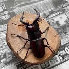 ヒメオオクワガタ野外採取品標本 大阪レア産地