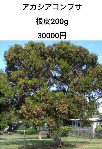 アカシアコンフサ根皮200g