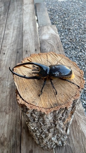 ネプチューンオオカブトペア