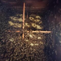  日本蜜蜂    決まりました                                            