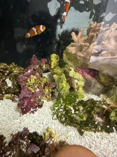 海水魚