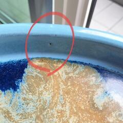 春松 水盤 18号ぐらい 大きめ