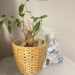 観葉植物　ガジュマル　ミニ盆栽