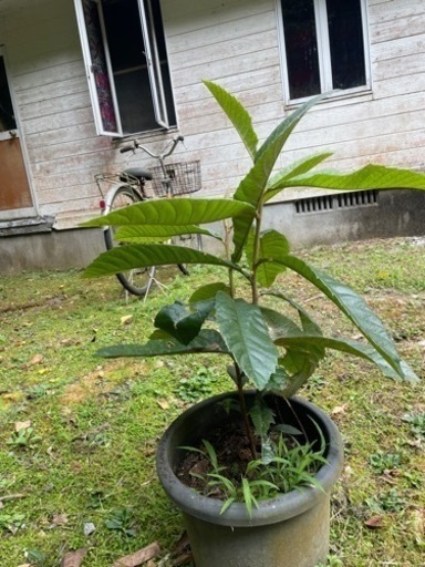 琵琶の苗