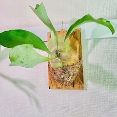 ②大株！板付けコウモリラン　ビカクシダ　人気観葉植物　　古材　杉板