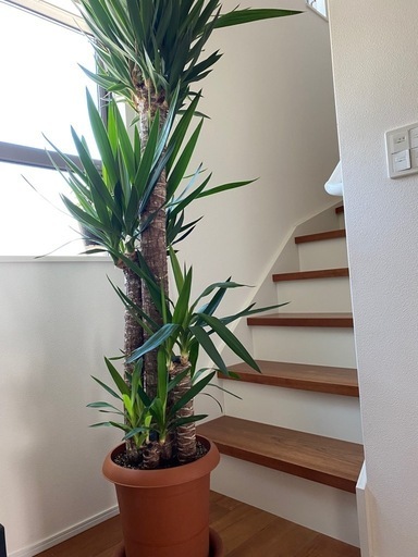 期間限定(最終日\n)観葉植物　ガーデニング