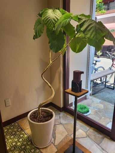 観葉植物　ウンベラータ　鉢付き